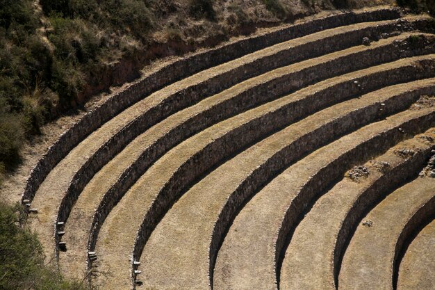 Murena w Cusco, Święta Dolina, Peru. Tarasy rolnicze w Świętej Dolinie.