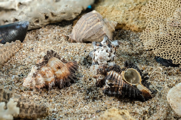 Zdjęcie murex indivia longspine shell na piasku pod wodą