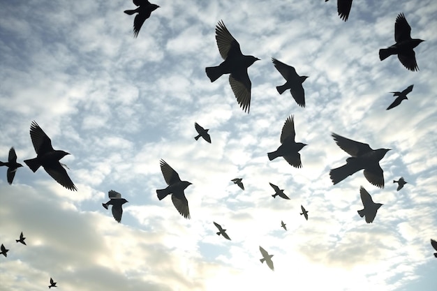 Murmuracja miejska natura ptaki niebo miasto lot latający dzikie zwierzęta tło niebieska grupa stada