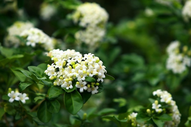 Murraya Orange jessamine z bliska w ogrodzie