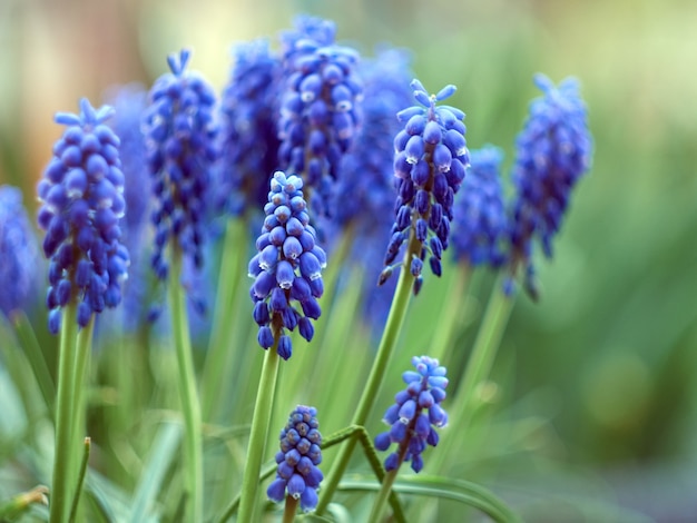 Muscari armeniacum roślina o niebieskich kwiatach.