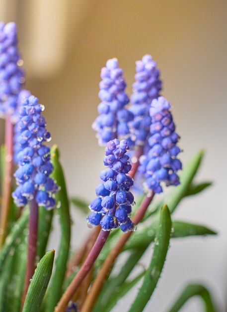 Muscari armeniacum roślina o niebieskich kwiatach.