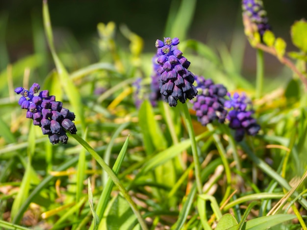 Muscari hiacynt mysi z bliska na polanie w Grecji