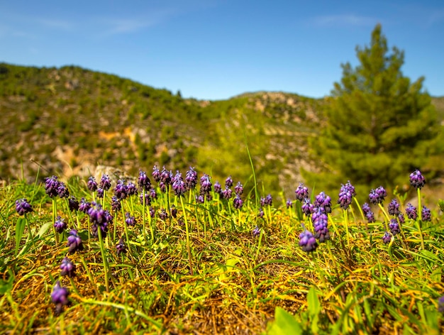 Muscari Hiacynt Mysi Z Bliska Na Polanie W Grecji