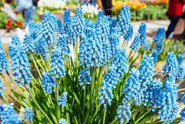 Muscari Hyac nthus błękit kwitnie z zielonym liścia zbliżenia dorośnięciem w ogródzie.