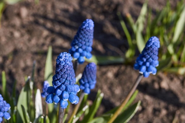 Muscari lat Muscari kwitną na trawniku w ogrodzie