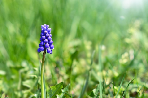 Muscari na zielonym trawniku w blasku słońca Piękne wiosenne tło Przedmiot do pracy