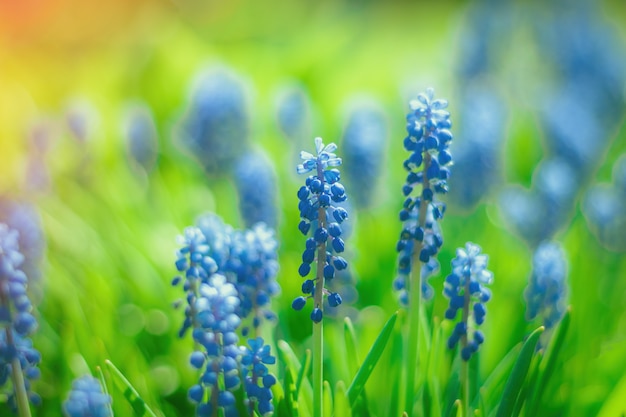 Muscari pąki kwiatowe w ogrodzie