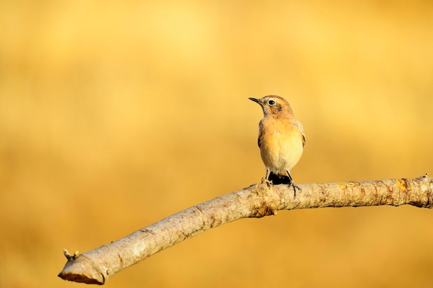 Muscicapa striata - Muchołówka szara to gatunek wróblowatych z rodziny Muscicapidae