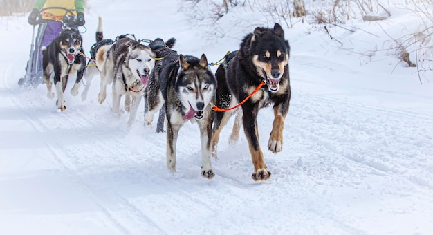 Musher Chowa Się Za Saniami Podczas Wyścigu Psich Zaprzęgów Na śniegu Zimą