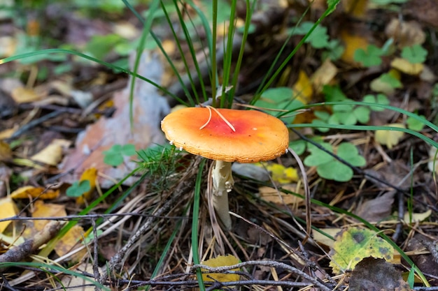 Mushroom Amanita muscaria, czerwony młody grzyb rośnie jesienią w lesie. Trujący grzyb halucynogenny, leczenie robaków dla dzikich zwierząt