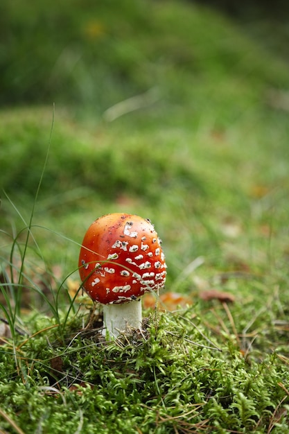 Mushroom Amanita muscaria muchomor Muchomor Jasny, trujący i niejadalny muchomor grzybowy z zieloną trawą