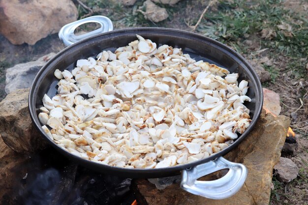 Mushroom saute Rośnie na swoim naturalnym obszarze w Turcji pod drzewami cedrowymi Grzyb Matsutake rosnący w górach Taurus jest importowany do Japonii i Chin