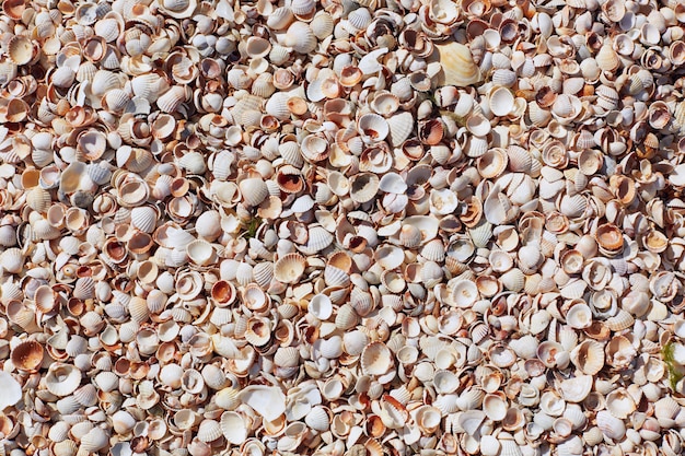 Muszelki na piaszczystej plaży