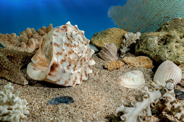 Zdjęcie muszla cassis cornuta na piasku pod wodą