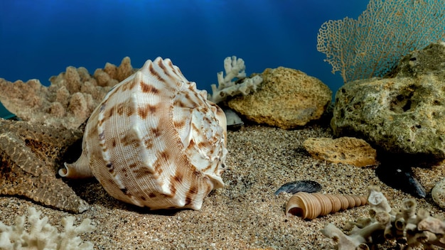 Zdjęcie muszla cassis cornuta na piasku pod wodą