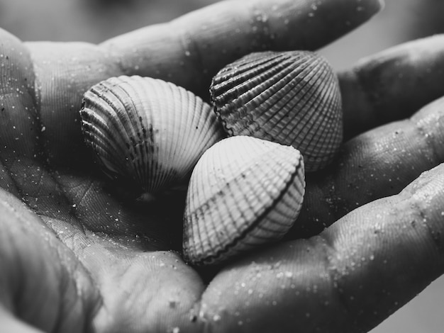 Zdjęcie muszla i piasek na plaży