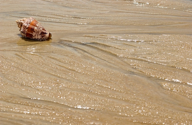 Muszla Na Piasku Plaży Jako Tło.