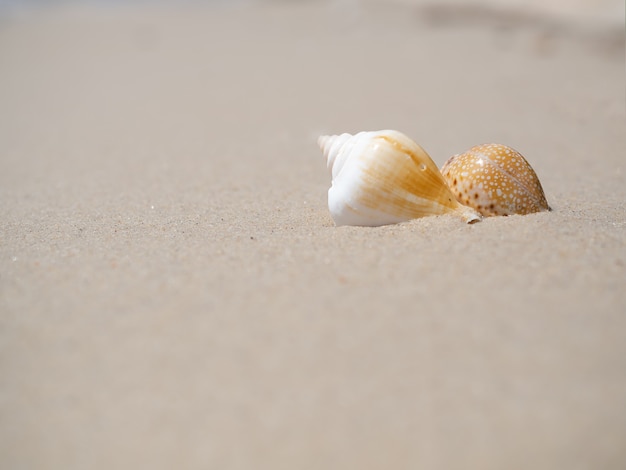 Muszla na piaszczystej plaży na wybrzeżu rozmycie obrazu błękitnego morza i błękitnego nieba w tle.