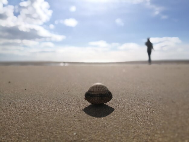 Zdjęcie muszla na piaszczystej plaży z osobą chodzącą na tle