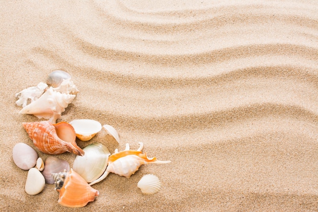 Muszla na plaży. Lato tło z gorącym piaskiem