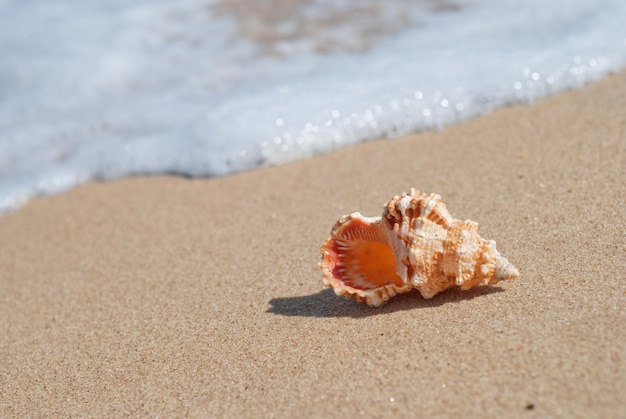 muszla na plaży z falami