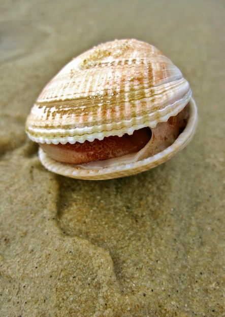 muszla na plaży