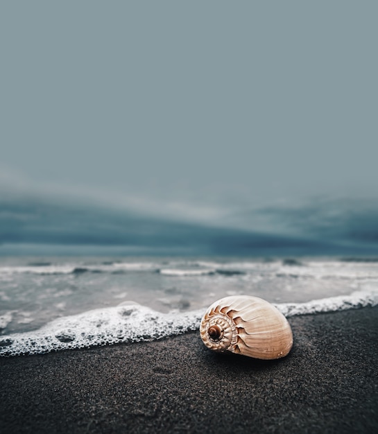 Muszla na plaży