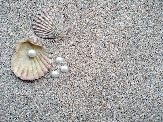 Muszla z perłą Muszle i perły w piasku