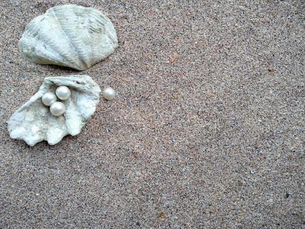 Zdjęcie muszla z perłą na plażowym piasku