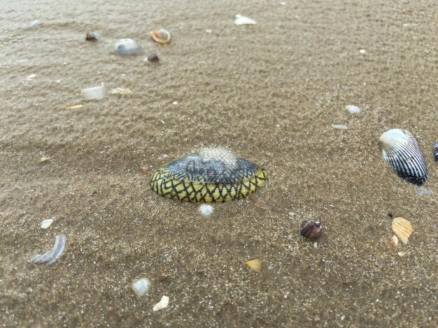 Zdjęcie muszle batikowe lub lajonkairia lajonkairii na piasku na plaży w różnych kształtach