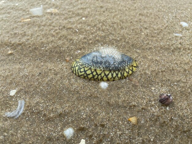 Zdjęcie muszle batikowe lub lajonkairia lajonkairii na piasku na plaży w różnych kształtach