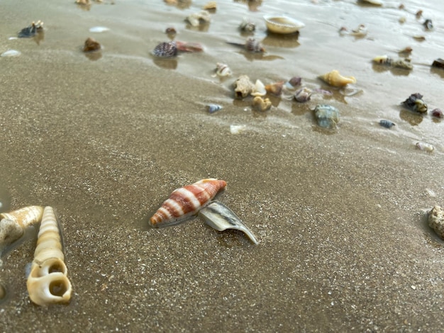 Zdjęcie muszle conus geographus na piasku na plaży w różnych kształtach