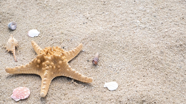 Muszle i rozgwiazda na piaszczystej plaży. Skopiuj miejsce