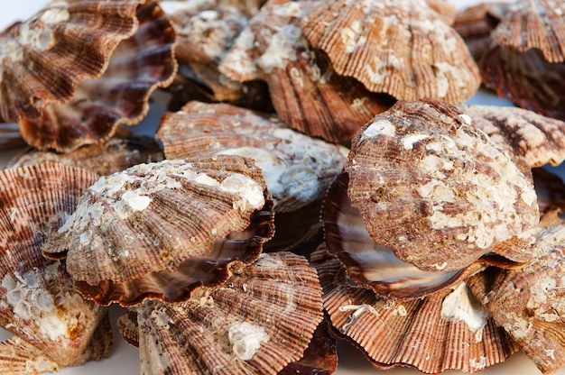 Zdjęcie muszle morskie mięczaki produkt jadalny i podawany w wysokiej kuchni