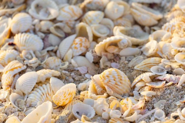 Zdjęcie muszle morskie na plaży