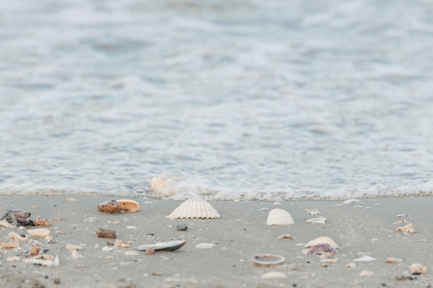 Muszle morskie na tle piaszczystej plaży latem Widok z góry