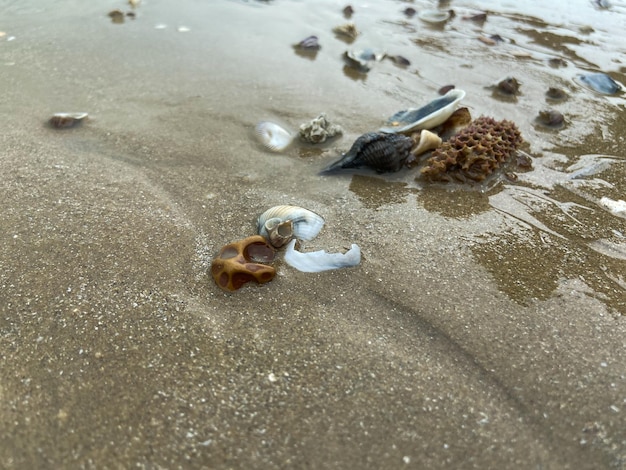 Zdjęcie muszle na piasku na plaży w różnych kształtach