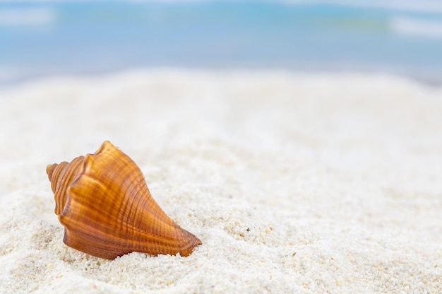 muszle na tropikalnej plaży