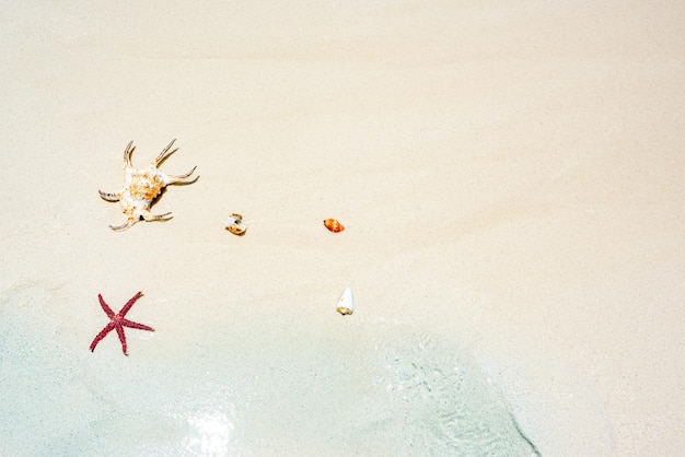 Muszle rozgwiazdy na piasku na brzegu Oceanu Indyjskiego