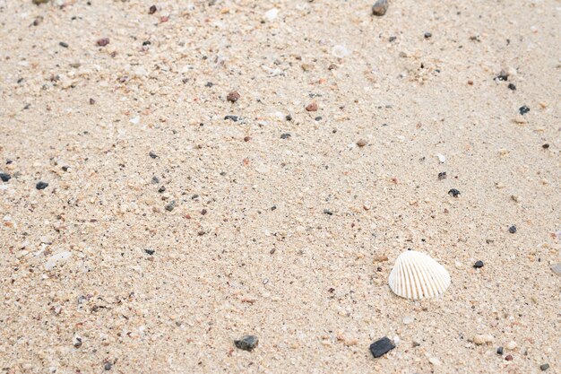 Muszli I Piasku. Lato Plaża Tło.