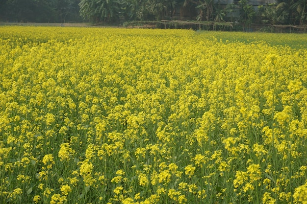 Musztarda polna w Bangladeszu