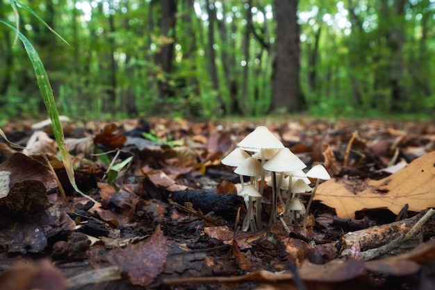 Mycena laevigata w lesie