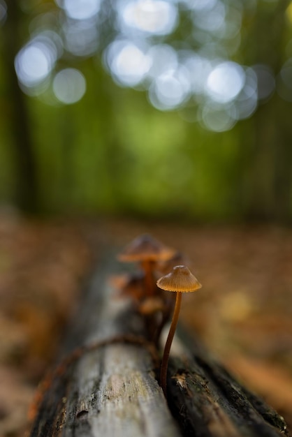 mycena sp. Małe pieczarki w kasztanowym lesie.