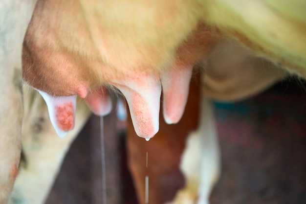 Mycie wydzieliny krowy przed procesem udoju, Franche Comte, Francja.