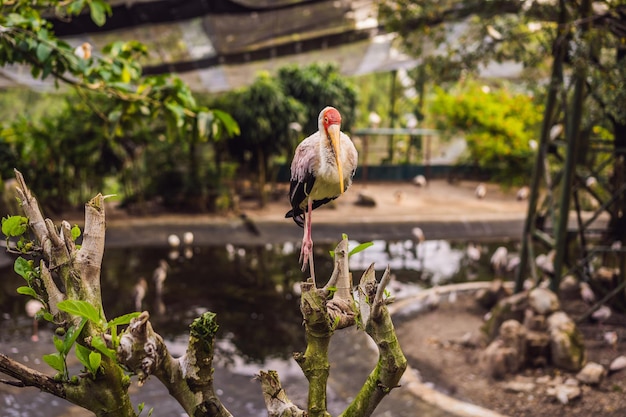 Mycteria ibis żółtodzioby to duży ptak brodzący z rodziny bocianowatych Ciconiidae