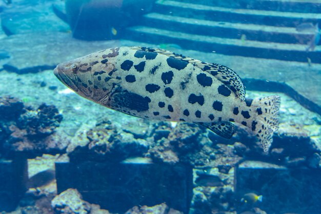 Mycteroperca rosacea (lampart lampart) w dużym akwarium to grouper z wschodnio-środkowego Pacyfiku. Dorasta do 86 cm długości. Sanya, wyspa Hainan, Chiny.