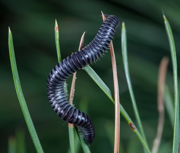 Myriapod Julidae Na Gałęzi W Rodzimym środowisku