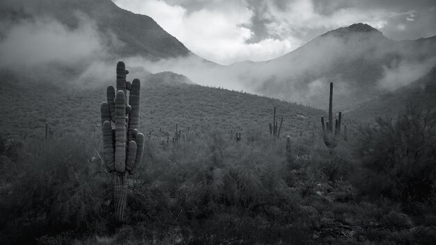 Mystic Sonoran Valley