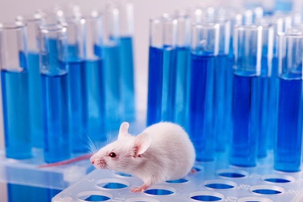 Mysz laboratoryjna z probówkami